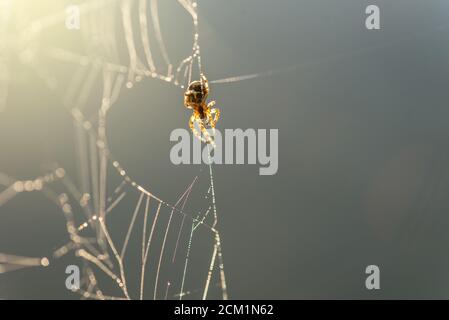 Morning drops of dew in a spider web. Cobweb in dew drops. Beautiful colors in macro nature. Stock Photo