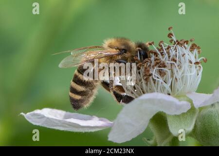 Bee on Blackberry flower. Stock Photo