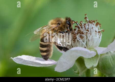 Bee on Blackberry flower. Stock Photo