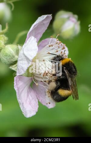 Bumble bee on Blackberry flower. Stock Photo