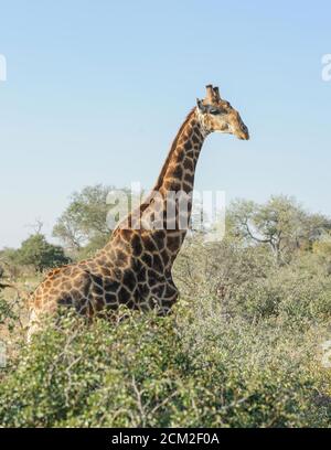 Wild giraffe shoulders, neck and head tower above the trees in the Greater Kruger wilderness bush veld. Stock Photo