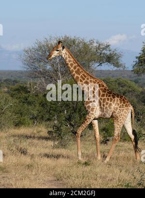 Beautiful wild giraffe with long neck and long legs walks in the South African wilderness. Stock Photo