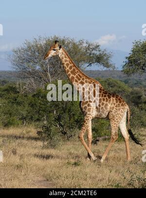 Beautiful wild giraffe with long neck and long legs walks in the South African wilderness. Stock Photo