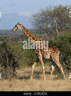 Beautiful wild giraffe with long neck and long legs walks in the South African wilderness. Stock Photo