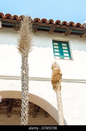 close up of two trimmed palm tree trunks outside an adobe wall at the Spanish style Santa Barbara Mission in California Stock Photo