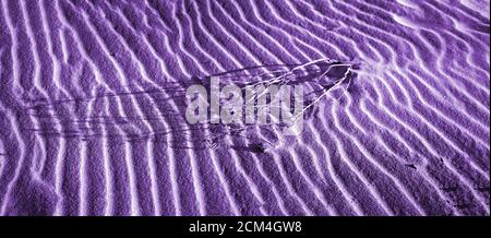 Barren Branch laying across sand wave in vivid purple Stock Photo