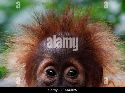 A baby orangutan looks on at the Singapore Zoo October 19, 2017. REUTERS/Edgar Su