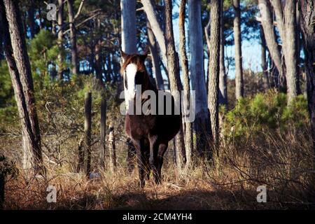 Wild horses of Chincoteague National Park in Delmarva Stock Photo