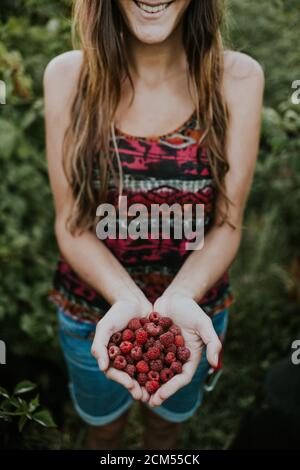 Picking organic raspberries in a fresh plantation Stock Photo
