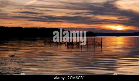 Sunset over water, Belmont Bay with netting fence in shallow water in silhouette of land and trees. Stock Photo