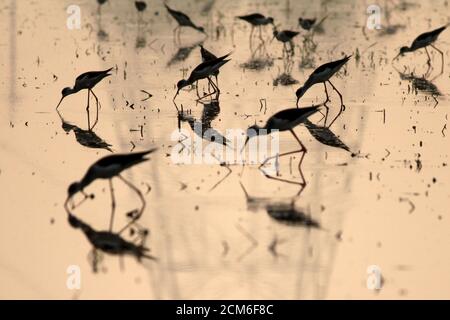Birds feed on a rice field on the outskirst of Bangkok, Thailand, January 19, 2020. REUTERS/Matthew Tostevin
