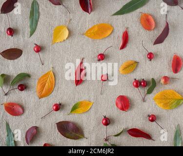 Autumn background of berries, small wild apples, acorns and leaves o gray linen textile background. Pattern of natural elements Stock Photo
