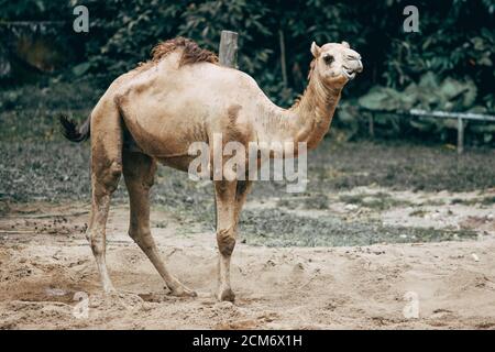 One humped camel, relaxing under the sun at Malaysia National Zoo. Stock Photo