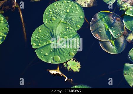 Close up on green Lilly pads with drops of water on top Stock Photo