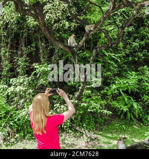 Woman takes pictures of monkeys Stock Photo