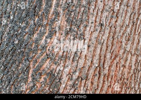Dry tree bark texture and background. The brown bark texture of old tree as original natural texture for background. Atmospheric texture of natural wo Stock Photo