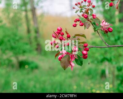 Close-up view of beautiful bright pink cherry flowers on branch, selective focus, on green background Stock Photo
