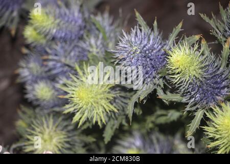Globe thistle its spiky head flower Echinops banaticus Colorful plant background Stock Photo
