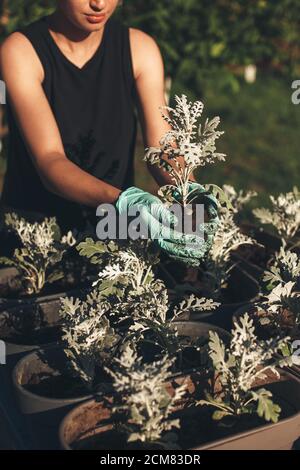 Young caucasian housewife working outside with flowers planting them in garden from pots Stock Photo