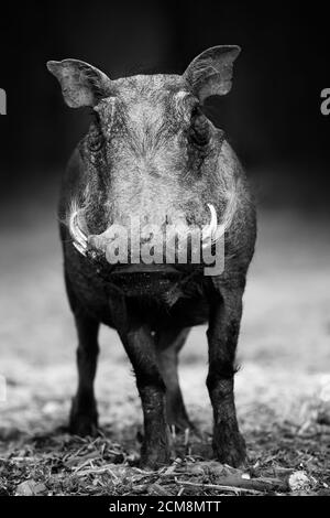 Warthog portrait in black and white facing the camera at a low level with a clean dark background. Phacochoerus africanus Stock Photo