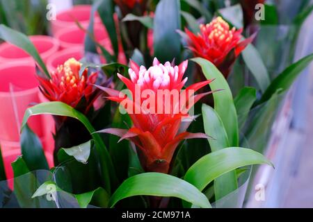 Bromelia Guzmania, flower with red petals and green leaves. Guzmania (tufted airplant) is a genus of over 120 species of flowering plants in the botan Stock Photo