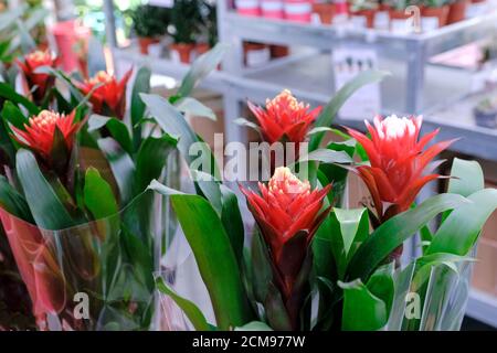 Bromelia Guzmania, flower with red petals and green leaves. Guzmania (tufted airplant) is a genus of over 120 species of flowering plants in the botan Stock Photo