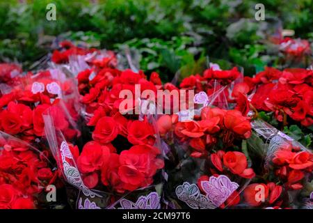 Scarlet red begonia blossom in a flower pot. Several flowering begonia bushes in pots on the windowsill, potted indoor plants during spring flowering Stock Photo