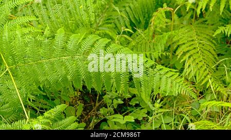 Bright green fern plants in a forest wilderness - Pteridophyta Stock Photo