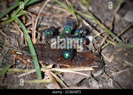 Munich, Deutschland. 14th Sep, 2020. Flies sit on the carcass of a dead nudibranch. The best-known representatives of the blowflies are the blue blowflies or meat flies (Calliphora vicina) and the metallic-gold-green shiny gold fly (Lucilia sericata). | usage worldwide Credit: dpa/Alamy Live News