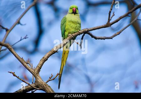 Alexandrine Parakeet Stock Photo