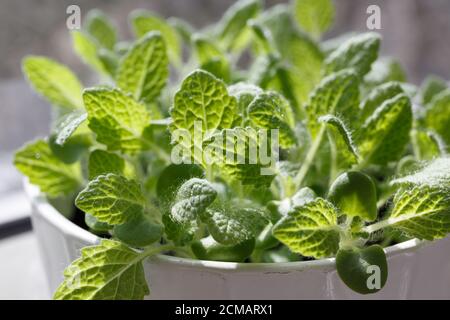 muscat sage (Salvia sclarea) young green leaves grow in a ceramic white pot Stock Photo