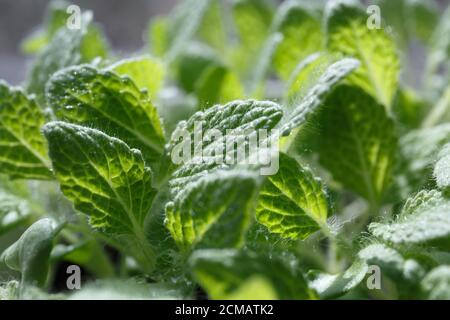 muscat sage (Salvia sclarea) young green leaves grow in a pot close-up Stock Photo