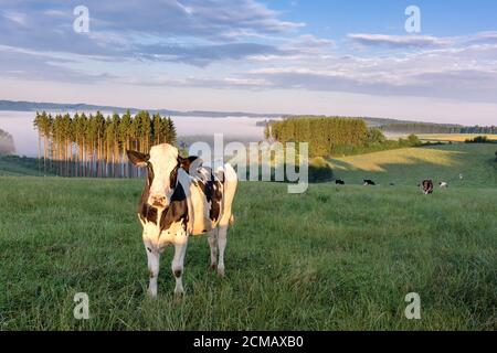Belgian countryside - Ardennes. Cows on pasture with View over the Semois valley covered by clouds in the Belgian Ardennes in the morning. Stock Photo