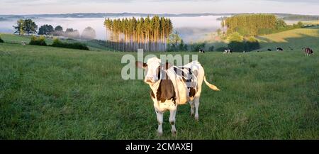 Belgian countryside - Ardennes. Cows on pasture with View over the Semois valley covered by clouds in the Belgian Ardennes in the morning. Stock Photo