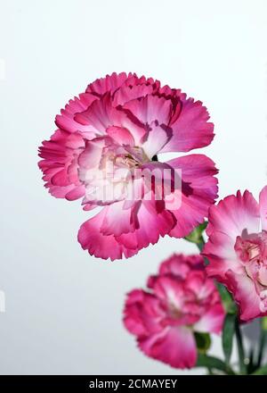 Pink Carnations against a white background, UK Stock Photo