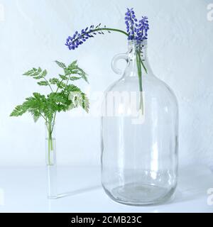 A small bouquet of blue Muscari flowers in a large transparent glass bottle with a round handle. Grape Hyacinth, Muscari blue spring meadow flowers. F Stock Photo