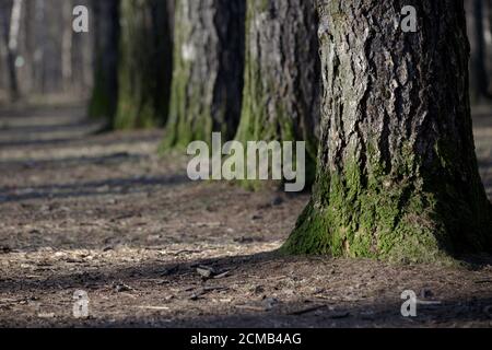 Large tree trunks are covered with green moss at the roots. Trees stand in a row. Selective focus Stock Photo