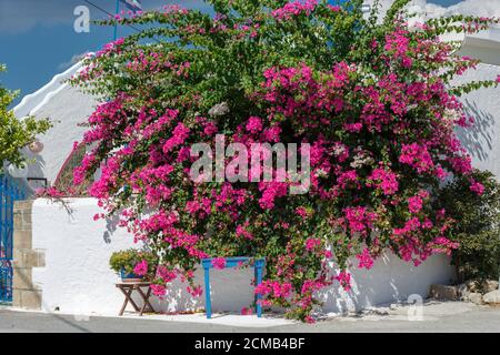 A large lush red bougainvillea Bush, a folding chair and a blue table by the white wall of a Greek house in Rhodes Stock Photo
