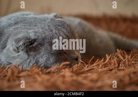 A Scottish fold cat sleeps on a brown fluffy blanket. Close up Stock Photo