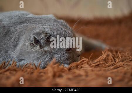 A Scottish fold cat sleeps on a brown fluffy blanket. Close up Stock Photo