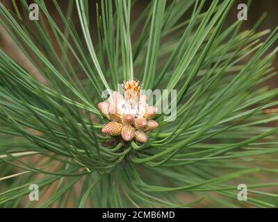 Pinus Nigra young cones and flower Stock Photo