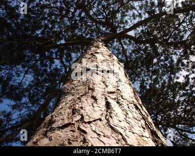 Lookinhg up a pine tree Stock Photo