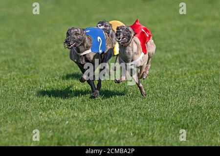 Whippet Dogs running, Racing at Track Stock Photo