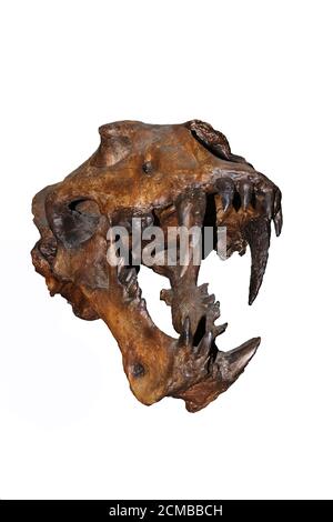 Skull of Scimitar Cat, homotherium serum, Saber Toothed Cat disappeared 10 000 years ago, Beringie Museum in Canada Stock Photo