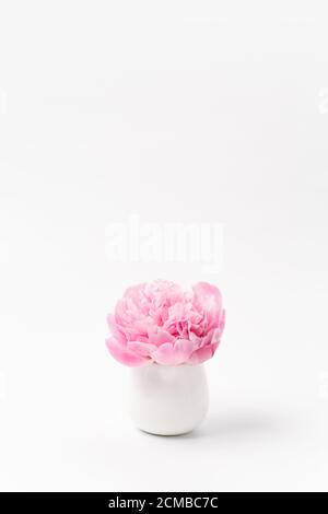 Innocence and delicacy minimalistic concept, one single flower of pink peony in small vase on white background, concept of sensuality and femininity Stock Photo