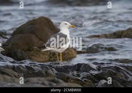 Lesser black-backed gull, resting on rocks near mediterranean sea, Andalucia, Spain. Stock Photo