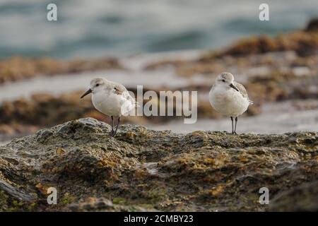 Sanderlings (Calidris alba), wader, on rocky coast, Andalucia, Spain. Stock Photo
