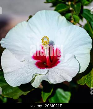 Hibiscus Flower Head. White flower in full bloom. Stock Image.