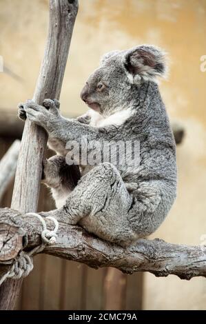 Captive koala, phascolarctos cinereus,  sitting on a tree in the zoo of Madrid Stock Photo