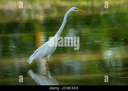 great egret closeup in a shallow water at keoladeo ghana national park or bharatpur bird sanctuary rajasthan india - ardea alba Stock Photo